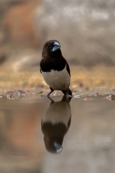 White Rumped Munia Pássaro Sentar Perto Água Tentando Banho — Fotografia de Stock