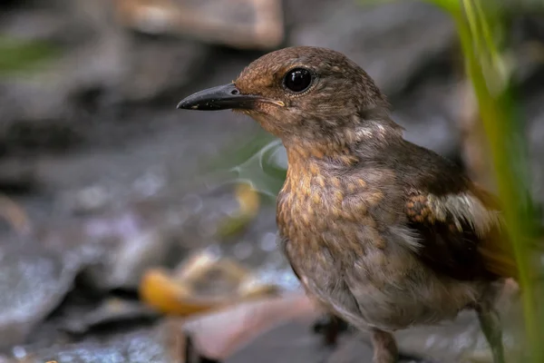 Una Hermosa Oriental Urraca Robin Hembra Pájaro Encontró Comida Campo — Foto de Stock