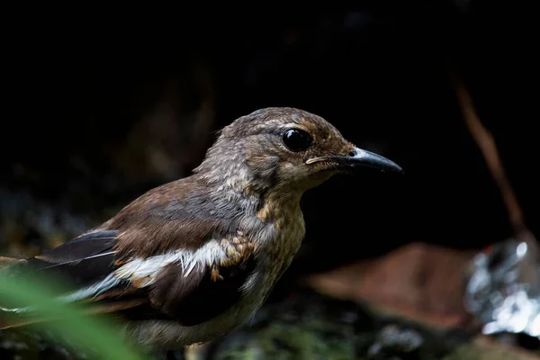 Πρόσωπο Κοντά Ένα Ανατολίτικο Magpie Robin Θηλυκό Πουλί Σκούρο Φόντο — Φωτογραφία Αρχείου