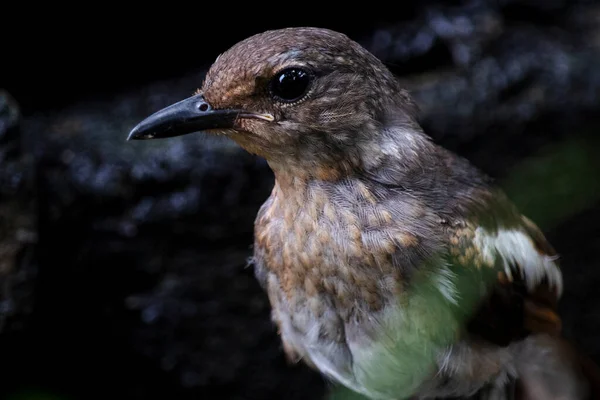 Close Van Een Mooie Oosterse Ekster Roodborstje Vrouwelijke Vogel Met — Stockfoto