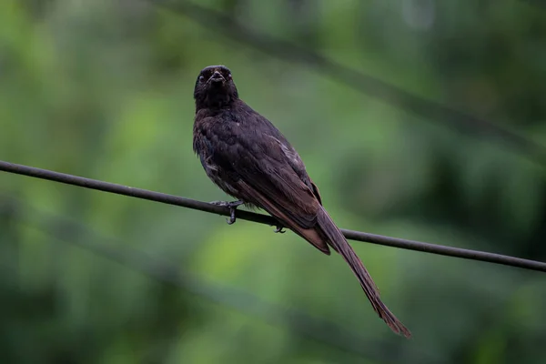 Daha az siyah drongo kuşu bir ipe oturur ve avını arar, güzel bulanık bir arka planı olan yakın görüş 