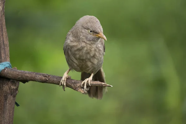 Belo Pássaro Babbler Jangle Babbler Bird Sentar Ramo Procura Sua — Fotografia de Stock