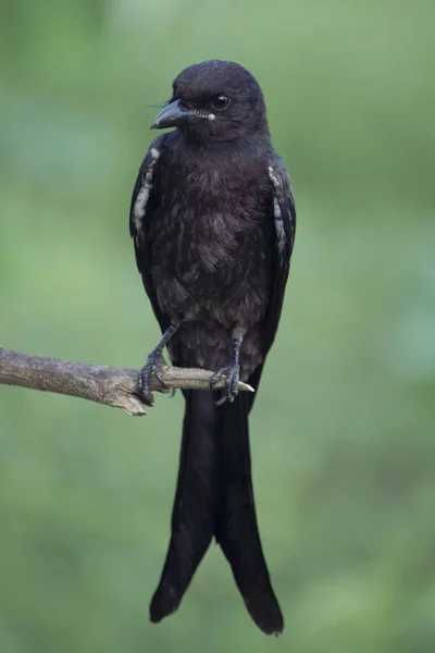 Hermoso Pájaro Drongo Negro Sienta Una Rama Busca Caza Vista —  Fotos de Stock