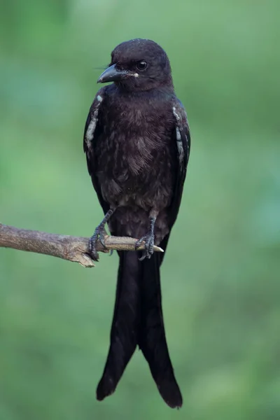 Güzel bir siyah drongo kuşu bir dala oturur, güzel yeşil bulanık arkaplanı olan yakın bir görünüm, siyah drongo, drongo familyasından geçen küçük bir Asya kuşudur..