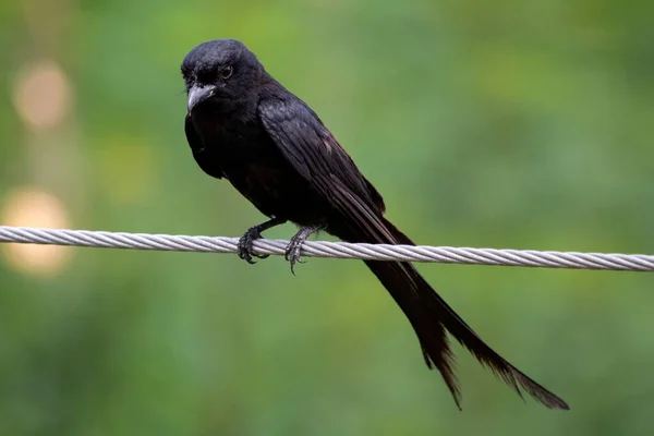 Siyah bir drongo kuşu güzel bir günde bir ipe oturur, siyah drongo, Dicruridae familyasından geçen küçük bir Asya kuşudur.. 