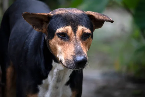 Güzel, bulanık bir geçmişi olan bir Hint sokak köpeğinin yüzü.  