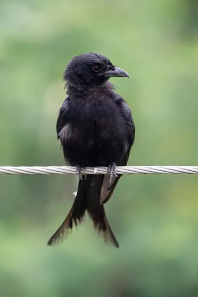 Güzel siyah bir drongo kuşu bir ipe oturup avını arıyor. 