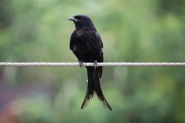 Güzel siyah bir drongo kuşu bir ipe oturup avını arıyor. 