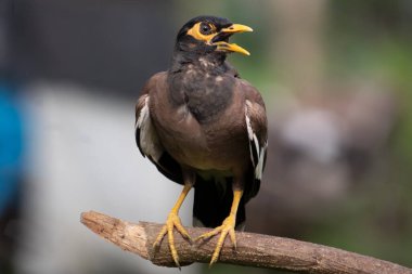 Güzel, sıradan bir Myna kuşu bir dala oturur ve güzel bir şarkı söyler. Güzel, bulanık bir arka planı olan yakın bir manzara. 