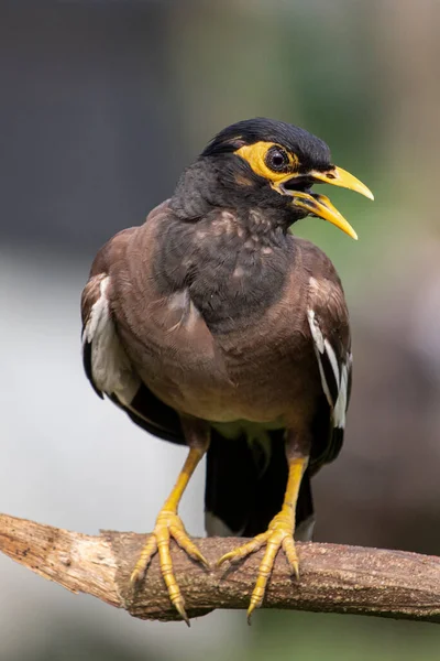 Güzel, sıradan bir Myna kuşu bir dala oturur ve güzel bir şarkı söyler. Güzel, bulanık bir arka planı olan yakın bir manzara. 