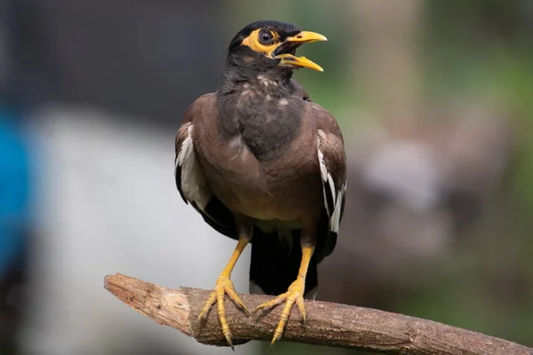 Güzel, sıradan bir Myna kuşu bir dala oturur ve güzel bir şarkı söyler. Güzel, bulanık bir arka planı olan yakın bir manzara. 