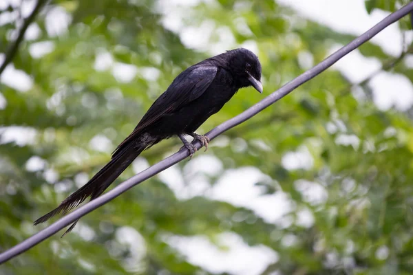 Belo Pássaro Drongo Preto Sentar Uma Corda Procura Sua Caça — Fotografia de Stock