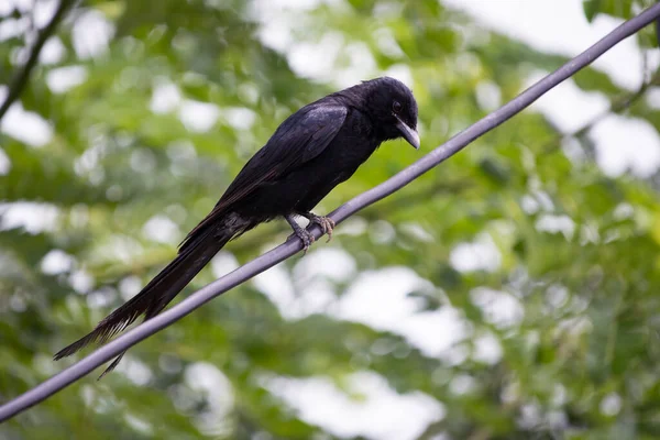 Güzel siyah drongo kuşu bir ipe oturur ve avını arar, kara drongo, Dicruridae familyasından geçen küçük bir Asya kuşudur.