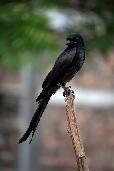 Ein Schöner Schwarzer Drongo Vogel Sitzt Auf Einem Ast Und — Stockfoto