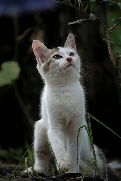 Güzel bulanık bir arka planı olan sevimli bir kedi yavrusu. 