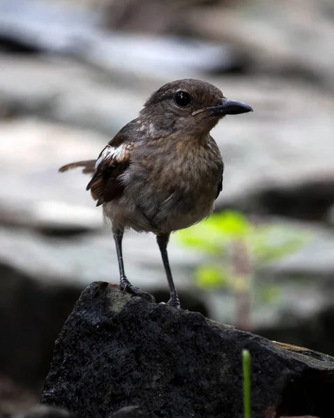 Oriental Magpie Robin Femelle Oiseau Assis Sur Rocher Recherche Nourriture — Photo