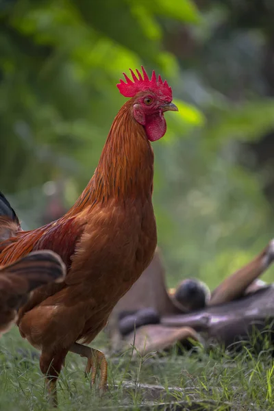 Piękna Kura Kurczak Zielonym Polu Trawy — Zdjęcie stockowe