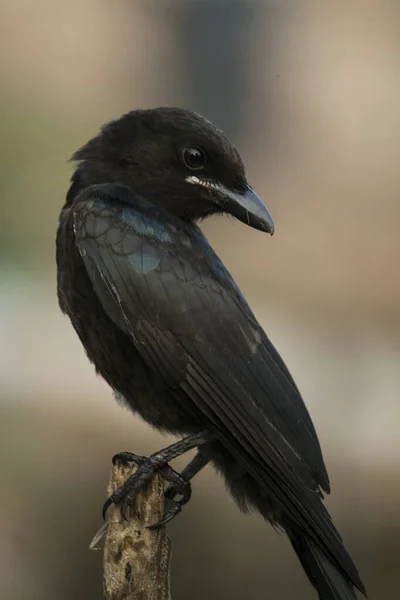 A cute Black drongo bird sit on a branch in a sweet morning, close up view with beautiful blurred background 