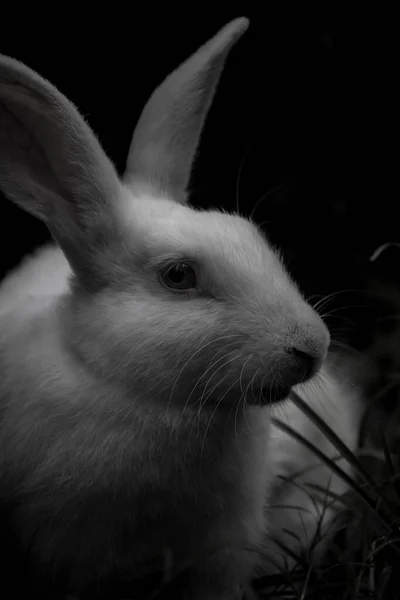 Красивый Белый Кролик Видом Дикую Природу — стоковое фото