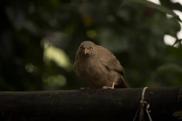 A cute babbler (jangle babbler) bird sit on a wall in a beautiful day, nature view with beautiful blurred background 