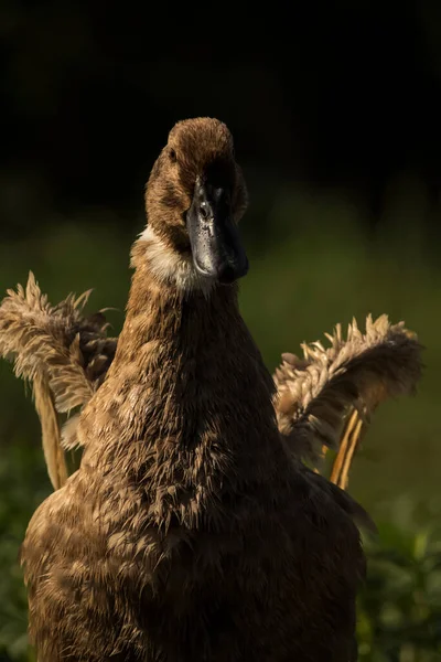 A cute domestic duck splashing her big wings after the swimming, close up view with beautiful blurred background 