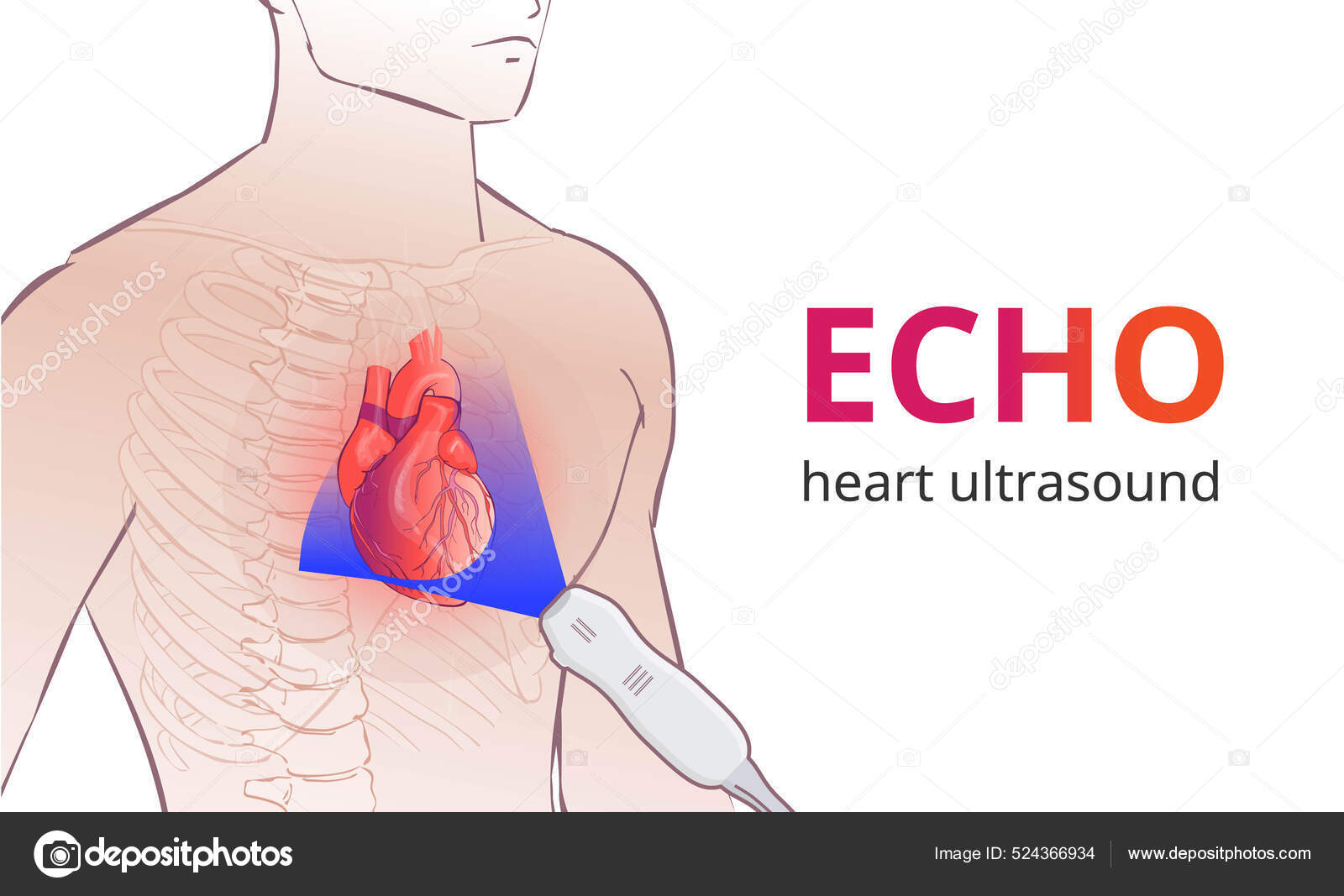 Echocardiography Technique Phase Array Ultrasound Transducer Placed
