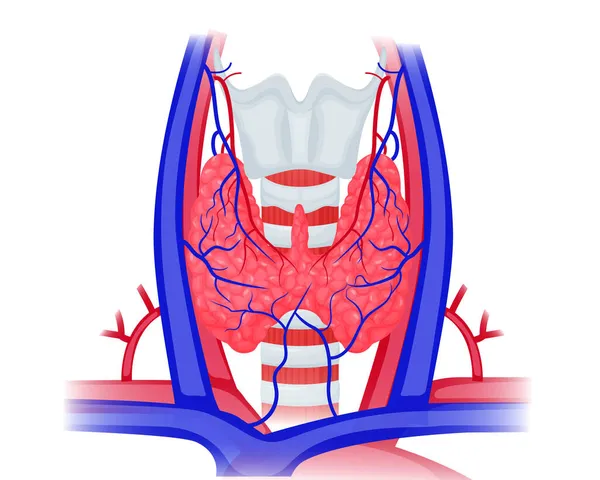 Anatomia Tiroidea Topografia Illustrazione Illustrazione Schematica Tiroide Grandi Vasi Trachea — Vettoriale Stock