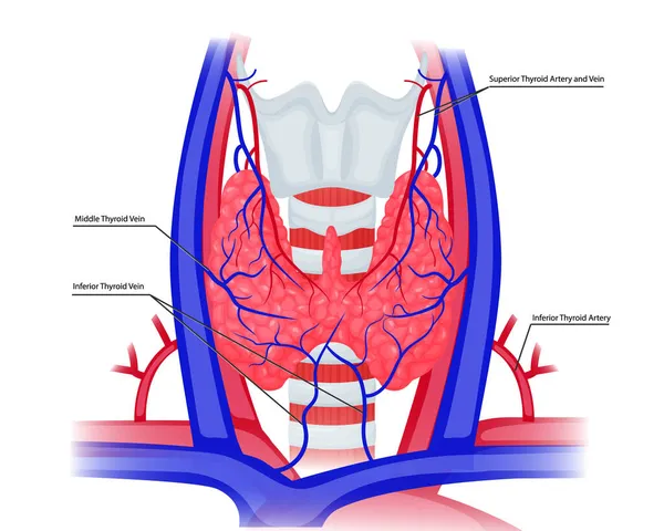 Vessels Thyroid Schematic Illustration Thyroid Gland Arteries Veins Anatomy — Stock Vector