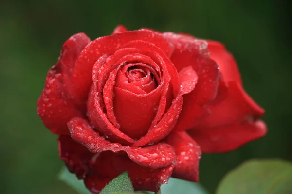 Beautiful red roses after the first frost — Stock Photo, Image