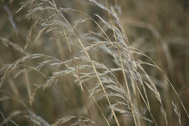 Kuru otların arka planı. Seçici odak.