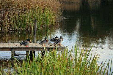 Tahta köprüdeki yerel ördekler