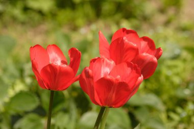 Bahçede, baharda ya da aşk konseptinde üç parlak kırmızı lale çiçeği arka planı