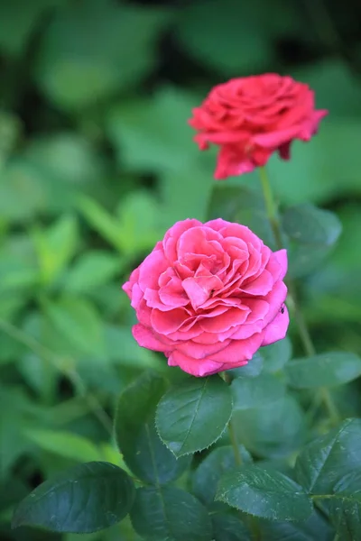 Großer rosafarbener Rosenstrauß mit Tautropfen bedeckt — Stockfoto