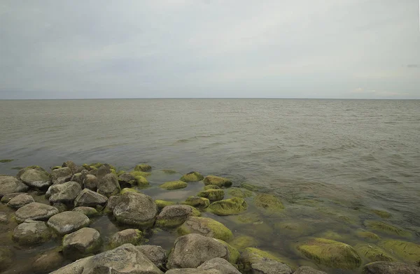 Kust Stenen Met Groene Algen Hoge Kwaliteit Foto — Stockfoto