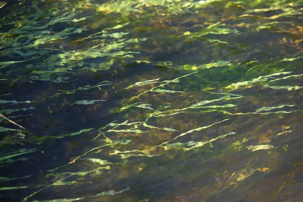 Ποταμός πράσινα φύκια στον πυθμένα δει μέσα από τα καθαρά νερά της λίμνης στον ποταμό Venta, Kuldiga, Λετονία — Φωτογραφία Αρχείου