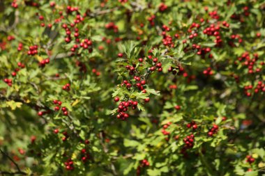 Bir sürü güzel kırmızı böğürtlenli bir dikenli çalılığın arka planı