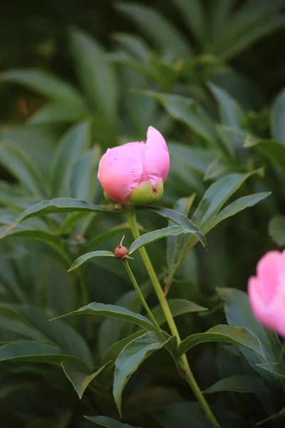 Bud of pink peony flower iin summer garden. Close-up. Selective focus. — Stock Photo, Image