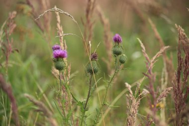 Pembe deve dikeni çiçeği. Cirsium. Bulanık yeşil arkaplan.