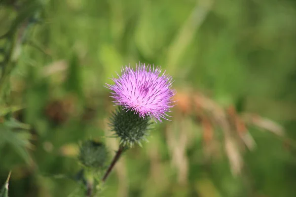Rosa-violette Distelblüte. Cirsium. Unscharfer grüner Hintergrund. — Stockfoto