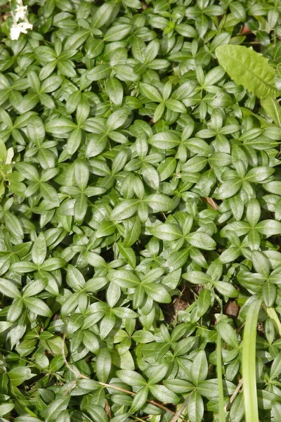 Fundo verde de folhas periwinkle — Fotografia de Stock