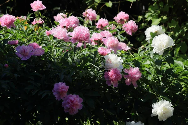 Group of fresh pink and white peonies in the garden in the summer. Favorite garden flowers. — Stock Photo, Image