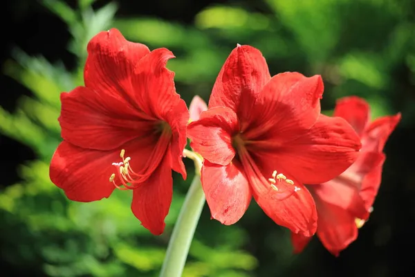 Duas flores vermelhas amarilis no fundo do jardim verde — Fotografia de Stock