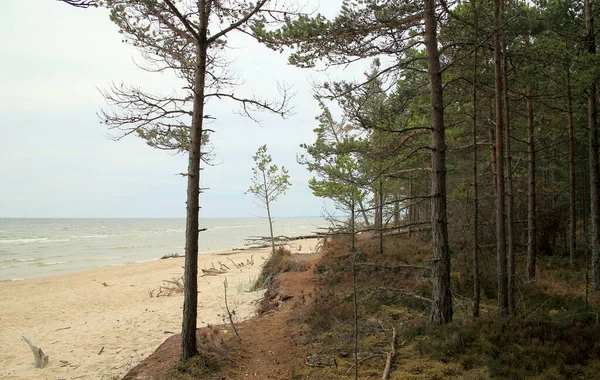 Sosna zielony las z błękitnym niebem na pustej piaszczystej plaży w Kolka, Łotwa w letni dzień — Zdjęcie stockowe