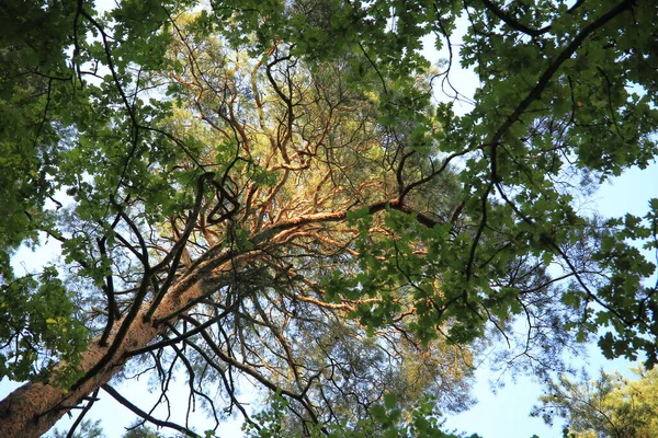 Os topos de pinheiros na luz de verão ensolarada — Fotografia de Stock