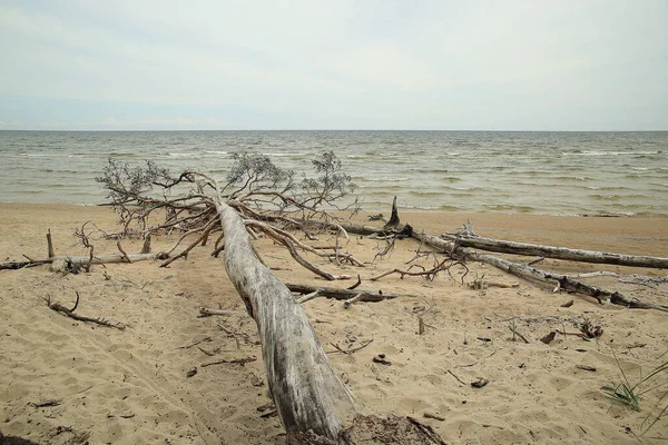 Um pinheiro seco deitado na praia do mar Báltico, Kolca, Letónia — Fotografia de Stock