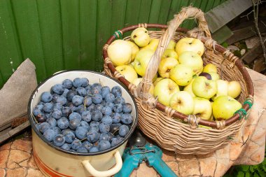Bahçe hasatı Tencerede erikler ve sepette Antonov elmaları