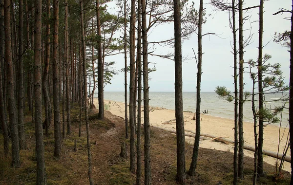 Baltık Denizi kıyısındaki Çam Ormanı — Stok fotoğraf