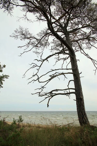 Πεύκο στις ακτές της Βαλτικής Θάλασσας, Λετονία — Φωτογραφία Αρχείου