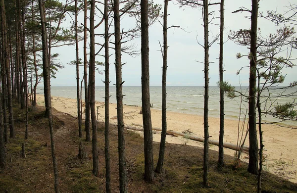 Forêt de pins sur la côte de la mer Baltique — Photo