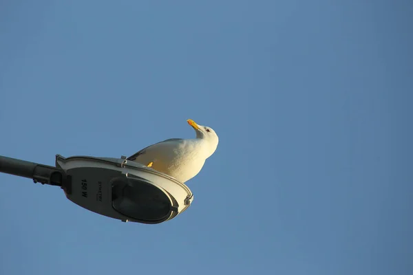 Eine Möwe sitzt auf einer Straßenlaterne in der Stadt vor klarem Himmel — Stockfoto